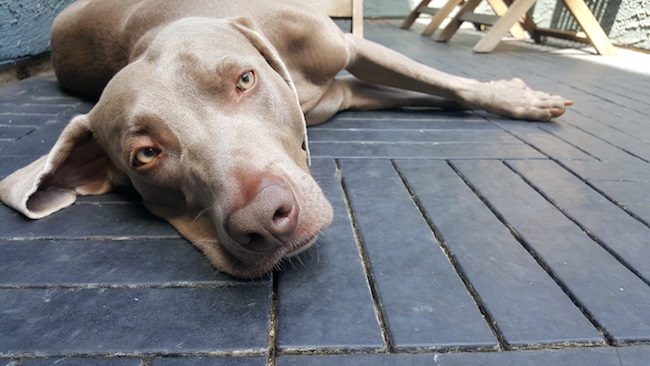 狗狗见狗就咬怎么纠正,狗看到陌生人就乱叫如何制止