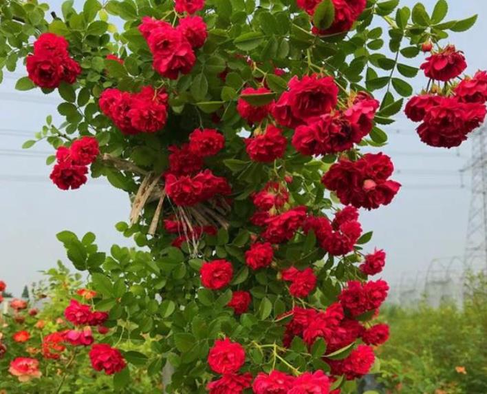 十大勤开花的月季,十大勤花月季品种排行