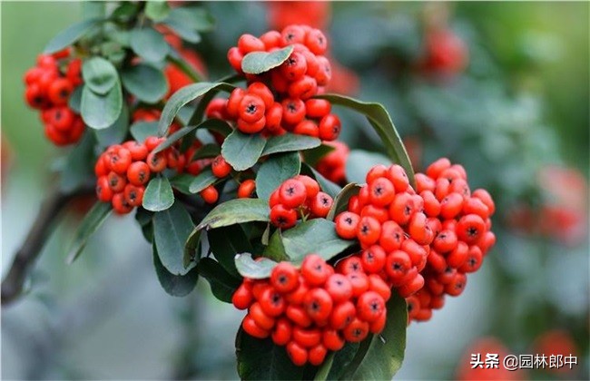 沙棘和火棘的功效有什么区别,火棘和沙棘果有什么区别