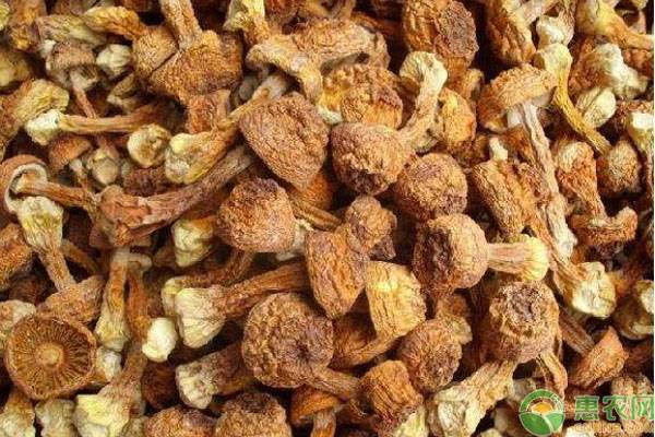 干菌子多少钱一斤,市场上常见的干菌子