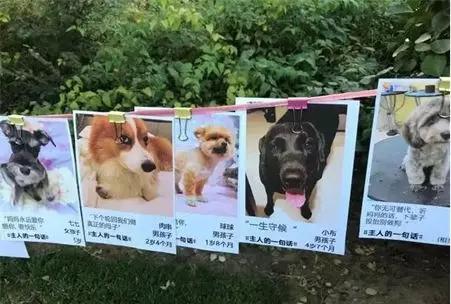 毒狗最新事件,毒狗事件需要哪些证据