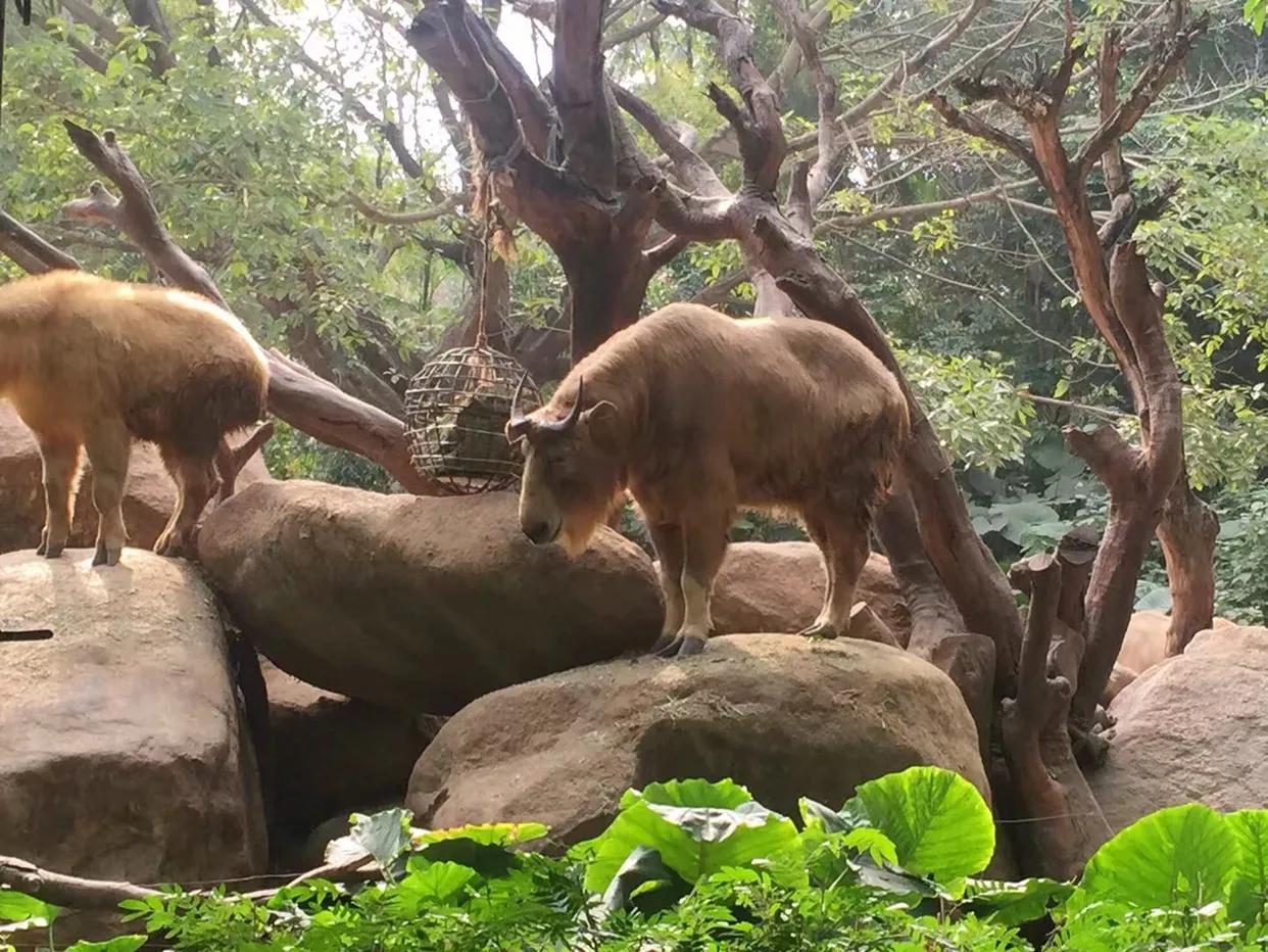 长隆野生动物世界到珠海海洋王国,去长隆野生动物世界需要注意什么
