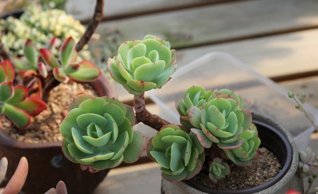 网购的多肉用什么土上盆,网购多肉栽种后多久施肥