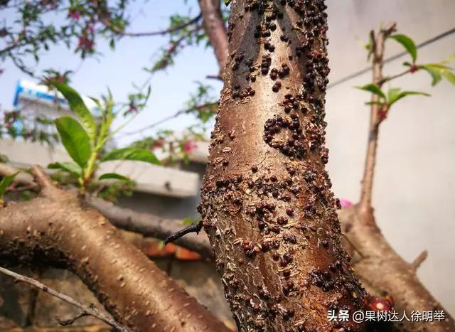 根除朝鲜球坚蜡蚧,朝鲜球坚蚧的人工和生物防治