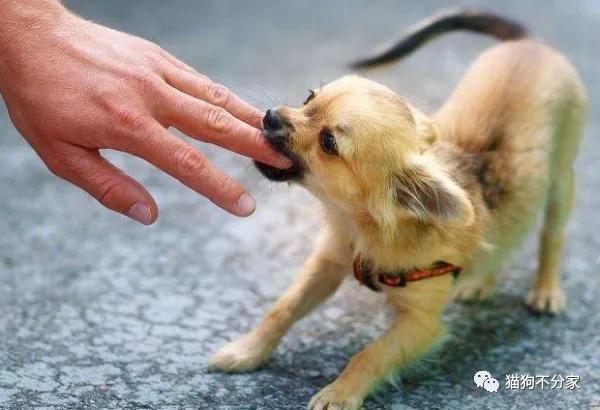 经常打狗狗会乱拉屎吗,经常打狗狗会导致肠胃不好吗