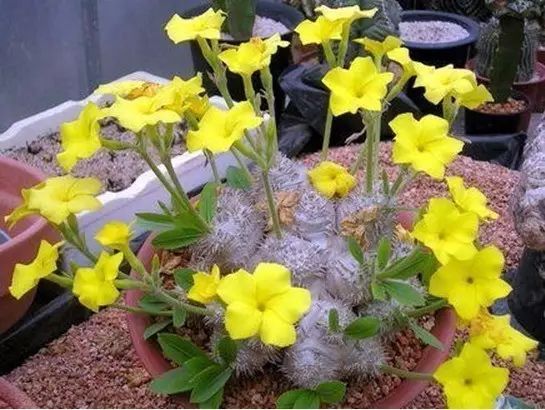 世界上最昂贵的花一朵价值1500万,世界上最高贵的花典雅图文