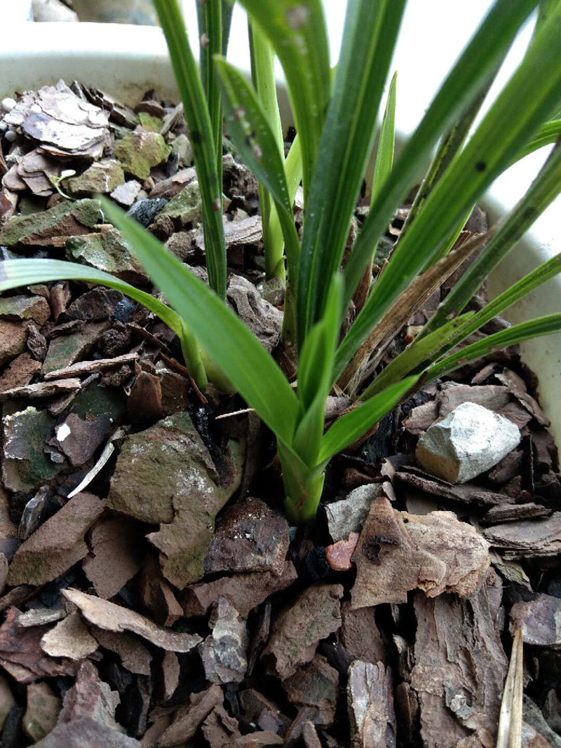 春兰素种,春兰素心哪个最值得养