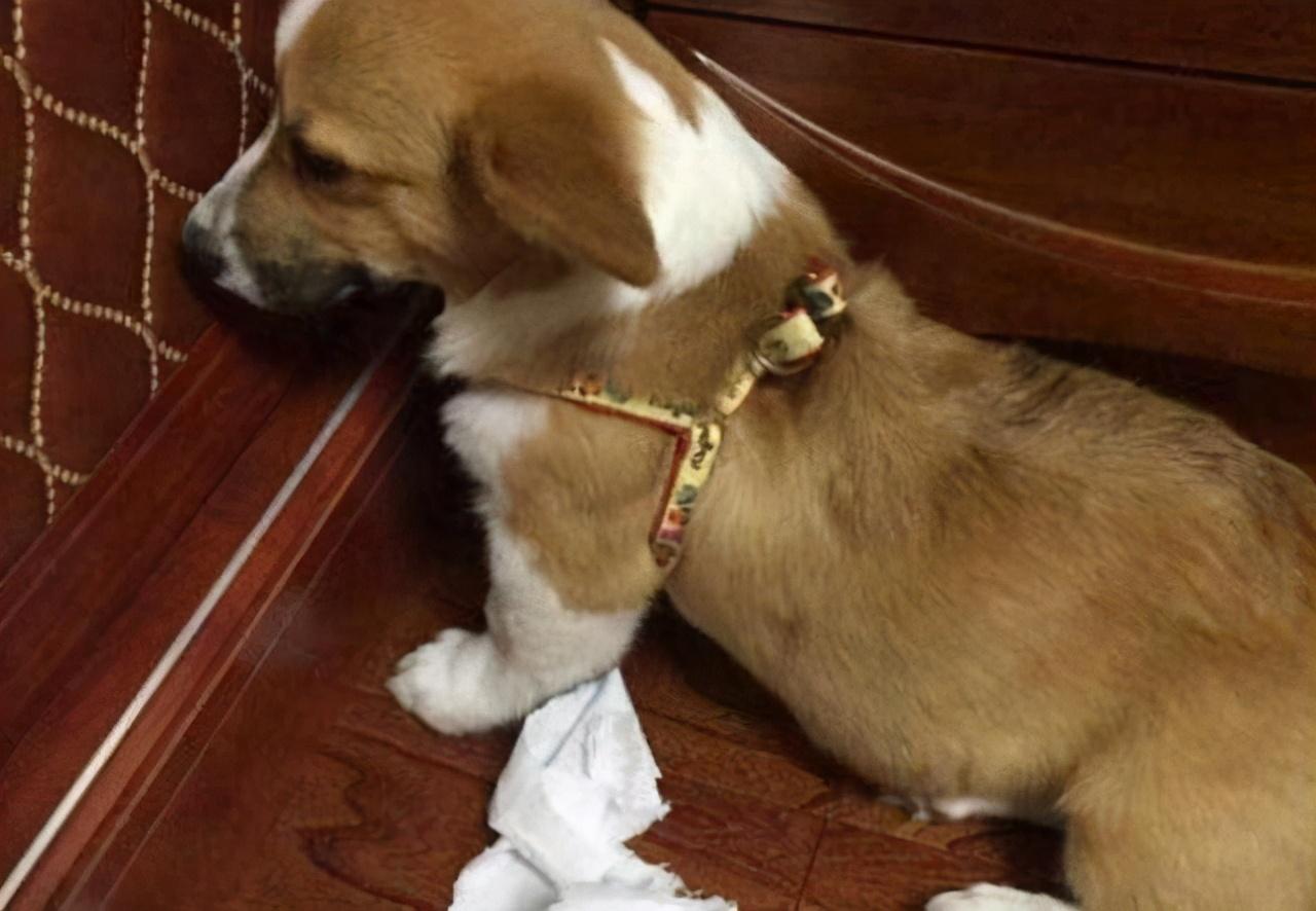 狗狗总是抖是什么意思,狗狗不停打喷嚏是什么原因