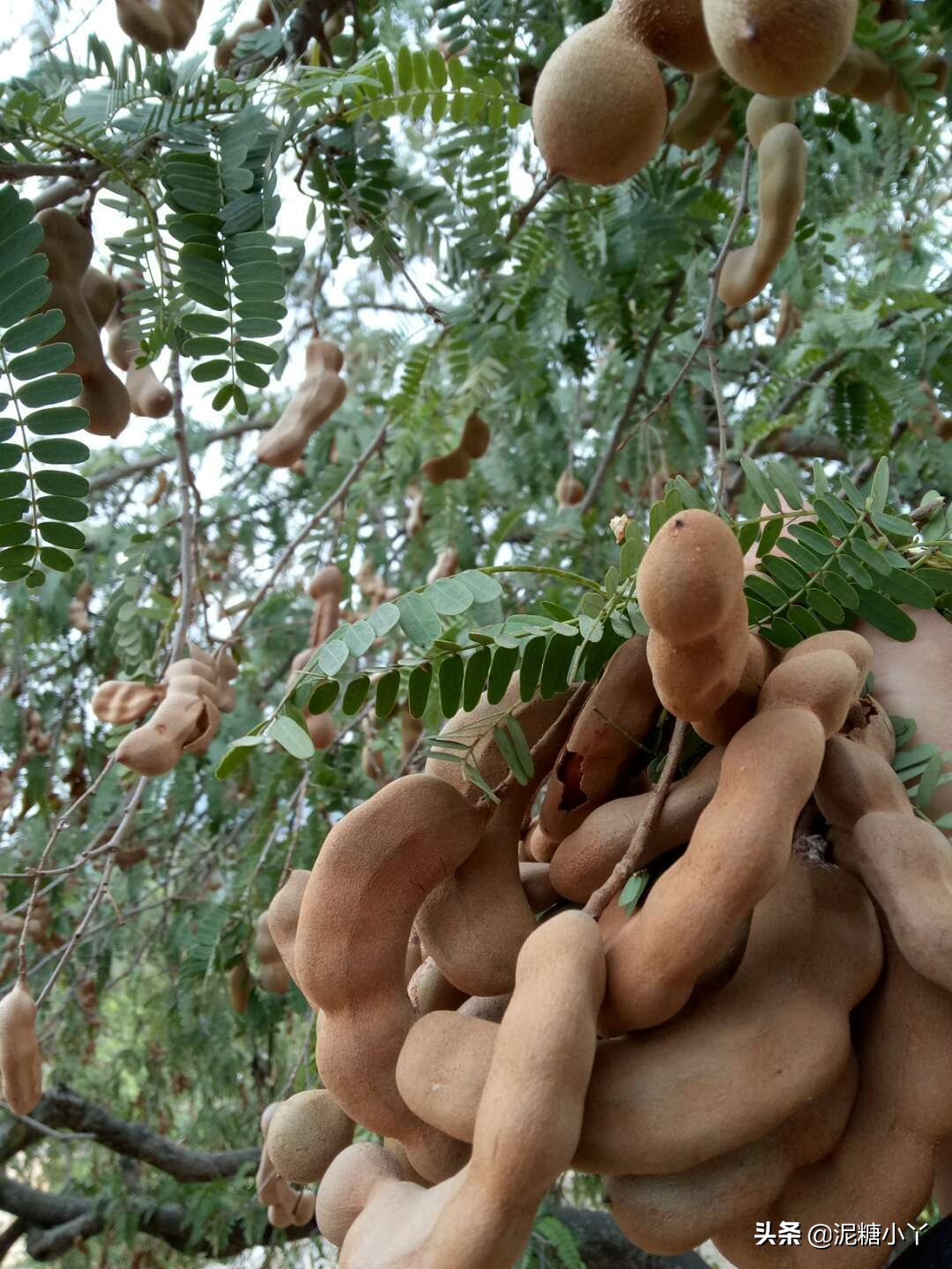 那些年我们一起摘过的野果子，现在少见了，你还记得几种