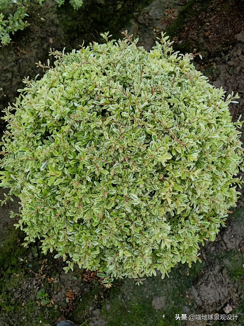 灌木球类植物,灌木植物种类及图片