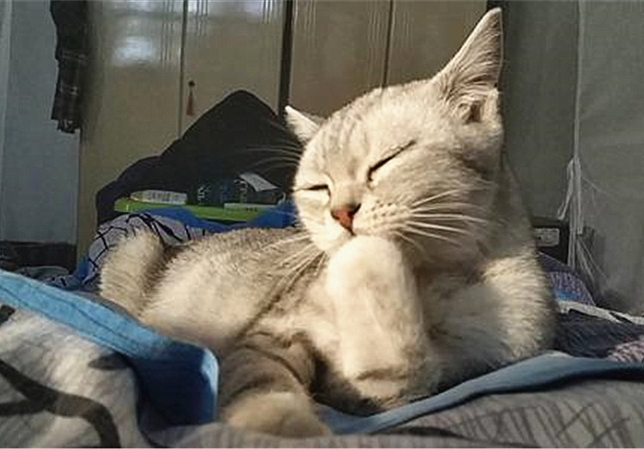 猫咪最近怎么一直舔毛,猫咪为什么开始突然频繁舔毛