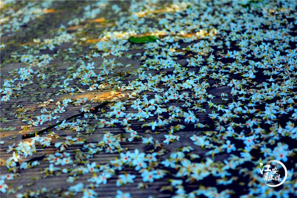 江安县怡乐镇第二届“千年桐万亩花”摄影大赛开赛了