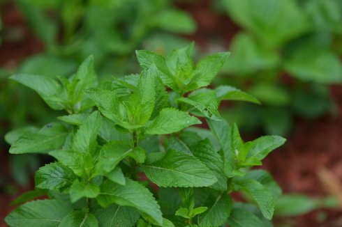 西餐香草大全及用途视频,好吃的西餐料理有哪些