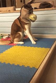 老板要给我买台电脑,老板适合用哪种笔记本电脑