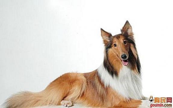 狗狗大全,送给喜欢狗的人）