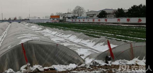 马铃薯组培苗栽培管理技术,马铃薯主要栽培技术