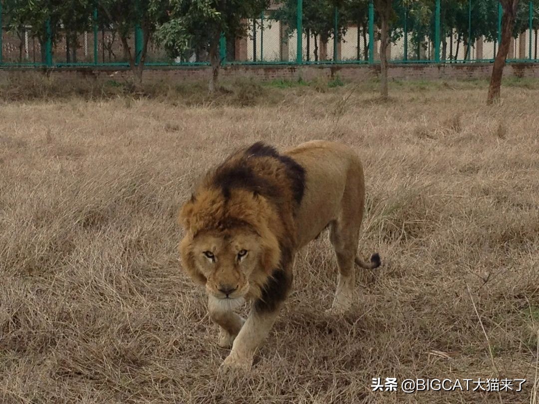 吃太多养不起了！疫情之下，巴铁某动物园一口气“贱卖”14头狮子