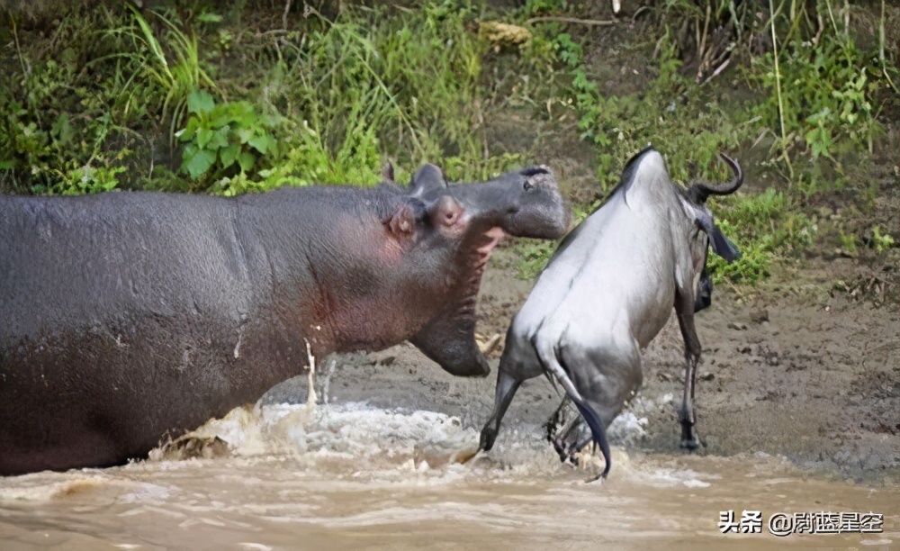 河马路边咬死汽车,不要惹小河马