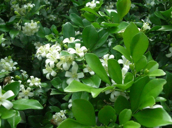 好种易活的植物九里香,每天认识一种植物花