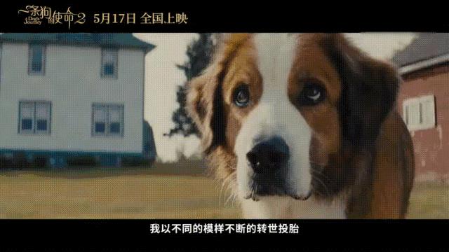 一条狗的使命2集锦,一条狗的使命2催泪片段