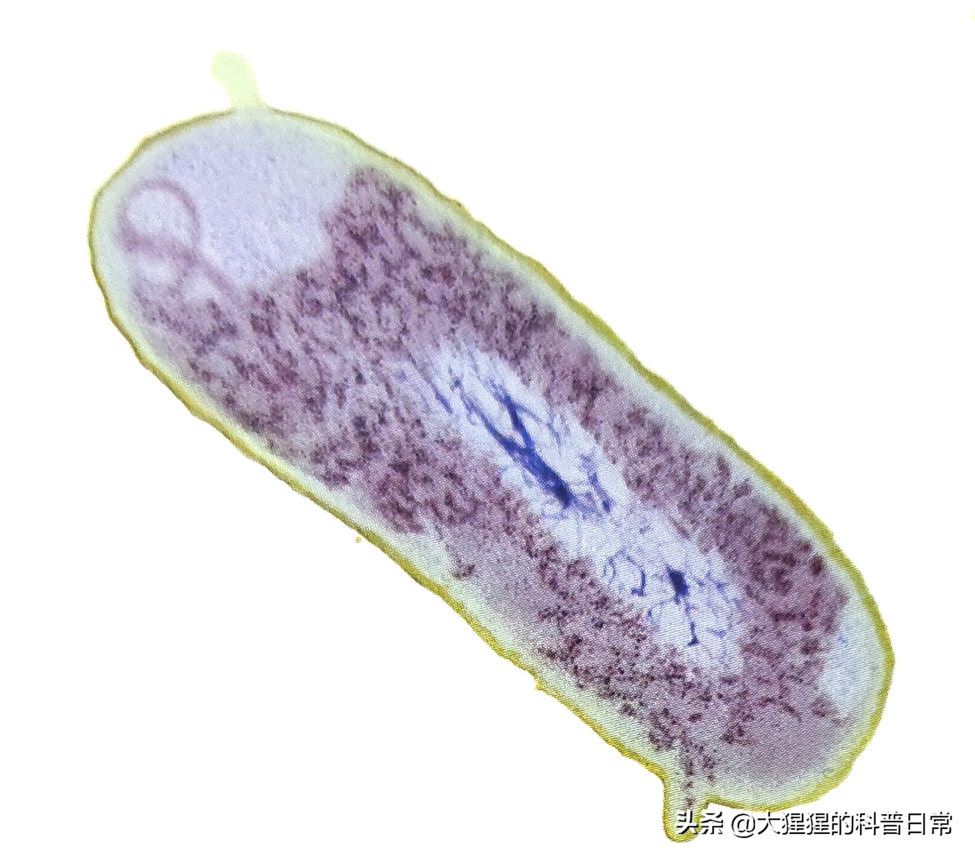 微生物原核生物,微生物照片原核生物