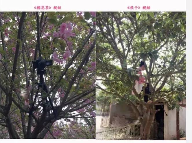 李子柒田园生活的魅力在哪里,当李子柒看到了不一样的田园生活