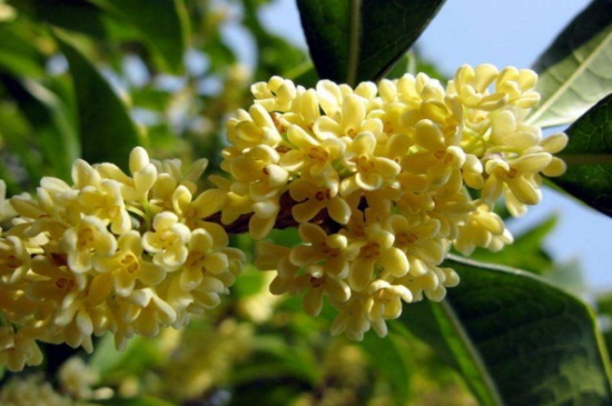 中国十大名贵花卉,昂贵花卉品种介绍