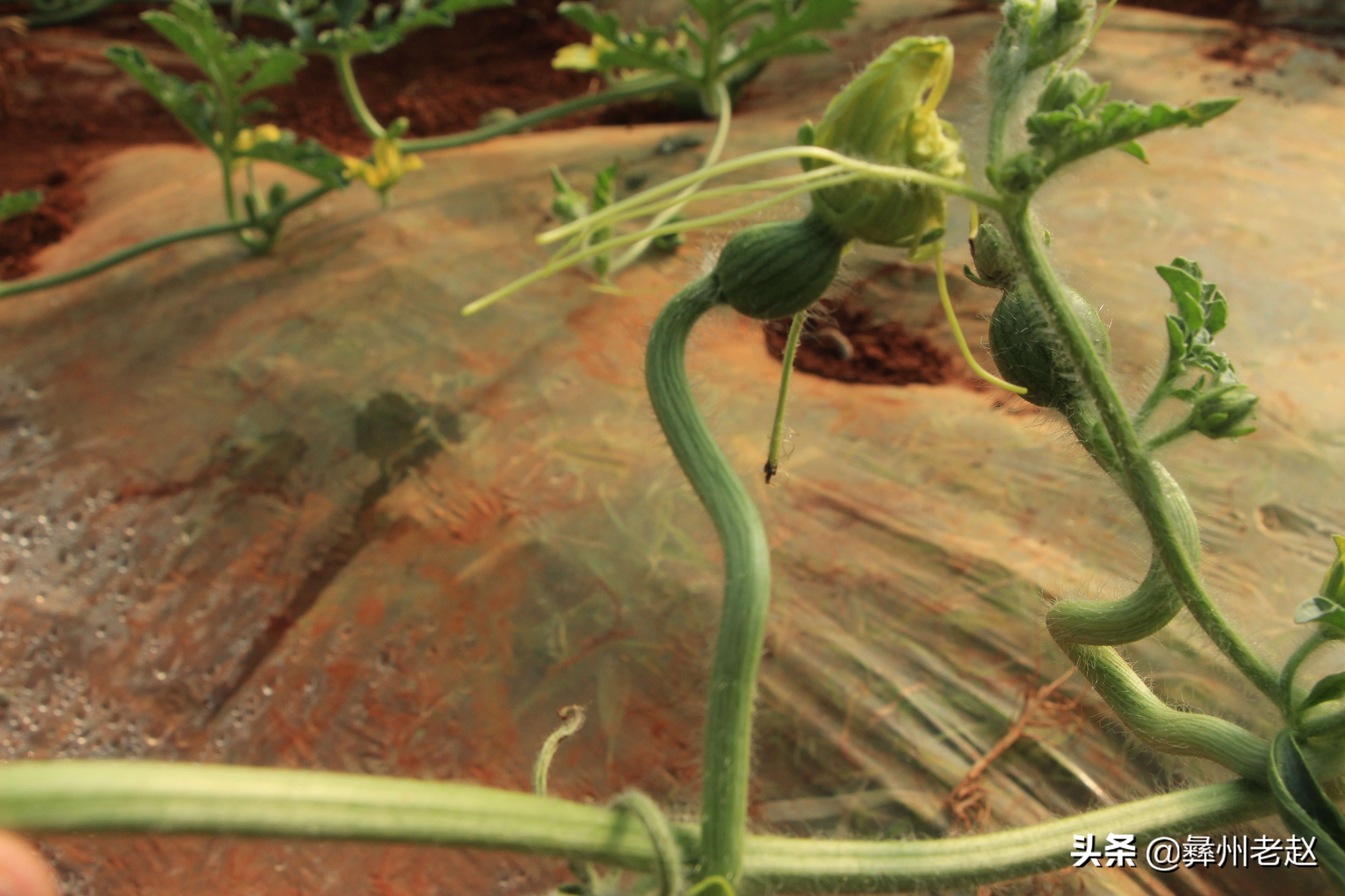 西瓜使用氯吡脲怎么配水,西瓜氯吡脲怎么授粉