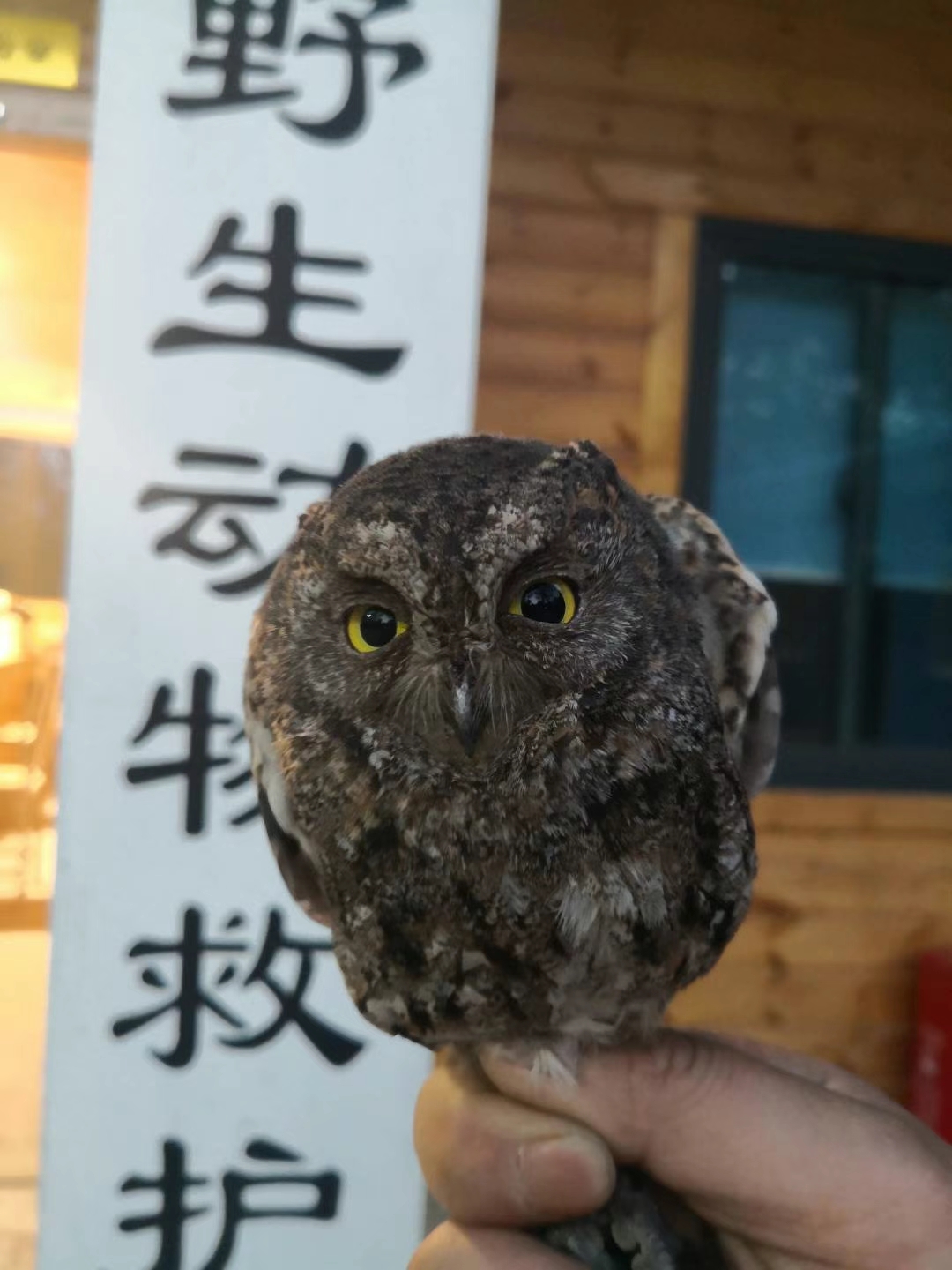 遇见了受伤的幼鸟怎么办,遇见受伤的鸟怎么救助