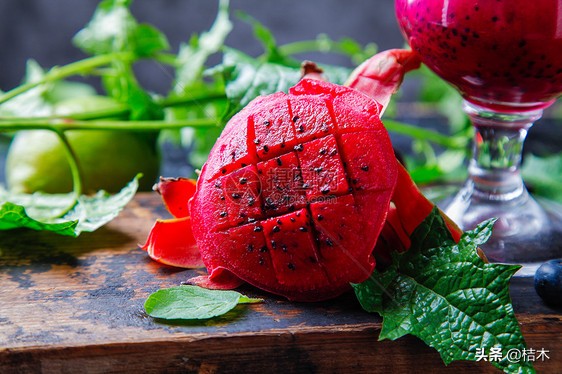 火龙果能在长江中下游一带种植吗,火龙果种植盆栽方法多长时间结果