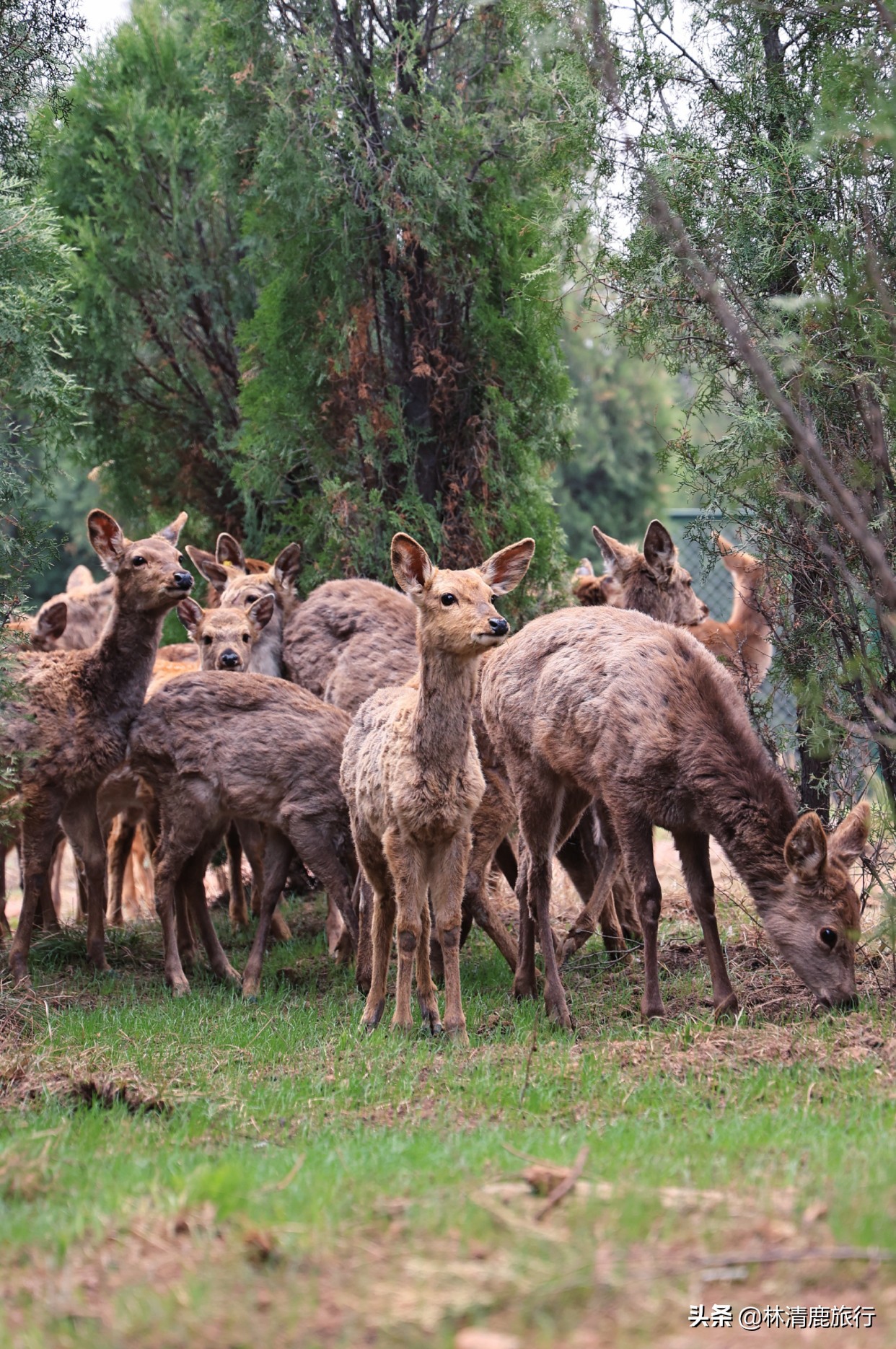 郑州登山景区,郑州看小鹿的景区有哪些