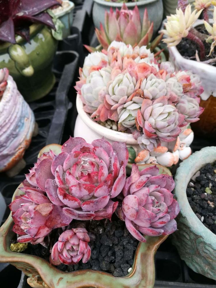 误打误撞的多肉情缘,带我走进多肉小世界!