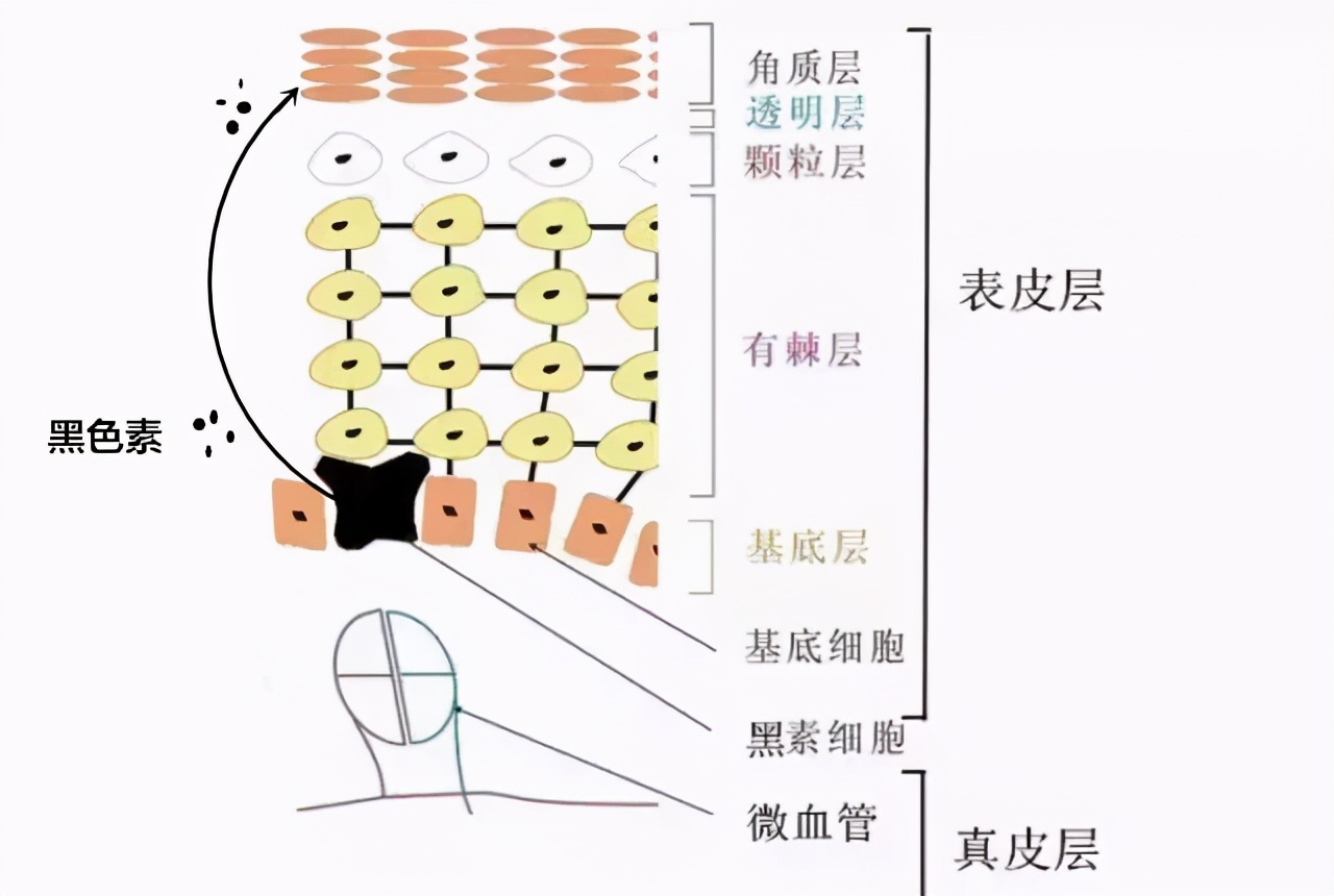 对付黑眼圈最好用的眼霜,真正对黑眼圈有用的眼霜