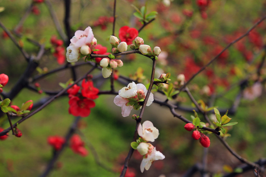 合发全球的近况,合发全球的消息