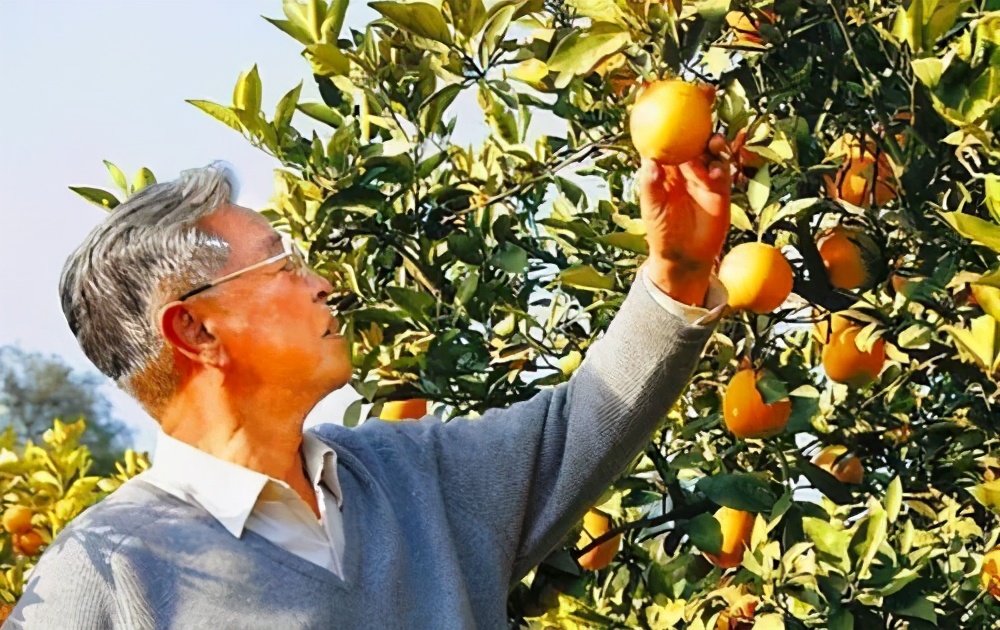 褚时健种橙成功的原因,褚时健与他的励志橙
