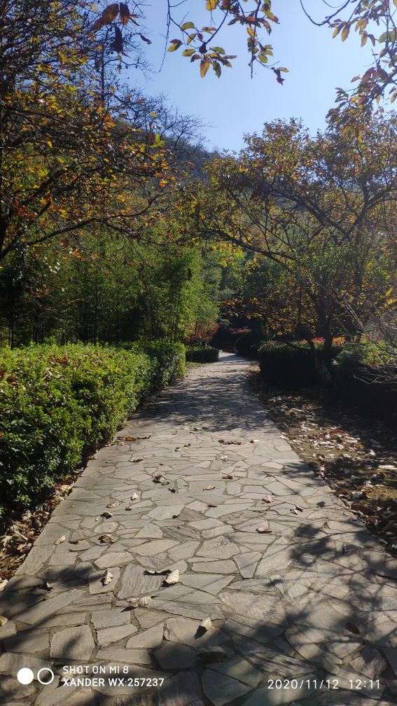 宜兴竹海十一月金色素材图片