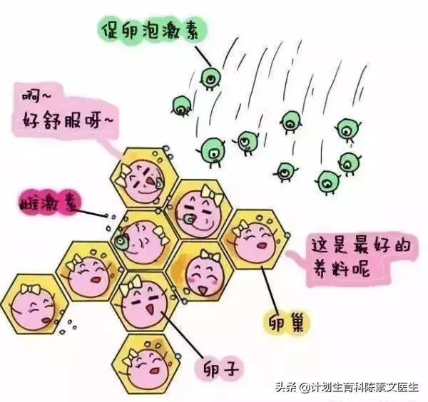 胎停育亲身经历,写给保胎路上的姐妹们