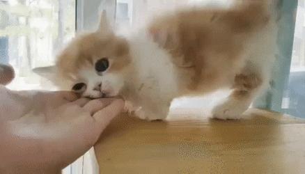 猫咪与自家小猫相处之道,怎么吸引猫咪让猫咪一直在你身边