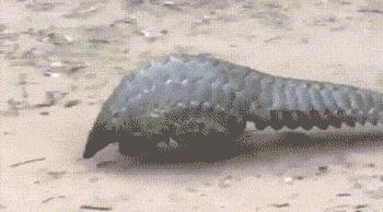 生物学的惊天大秘密,你不可不知的五十个生物学知识