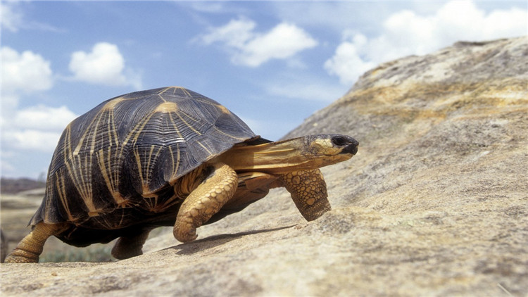 乌龟不吃食趴缸是什么原因,乌龟现在不吃食是什么原因