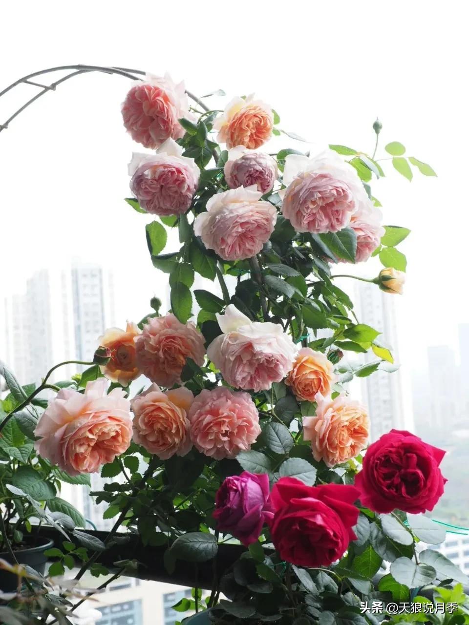 月季花是时候展现真正的技术了 (开春的第一波月季花就这么过去了)