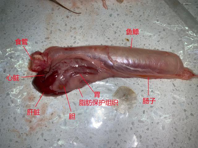 立达七彩过背金龙价格,立达过背金龙在哪买