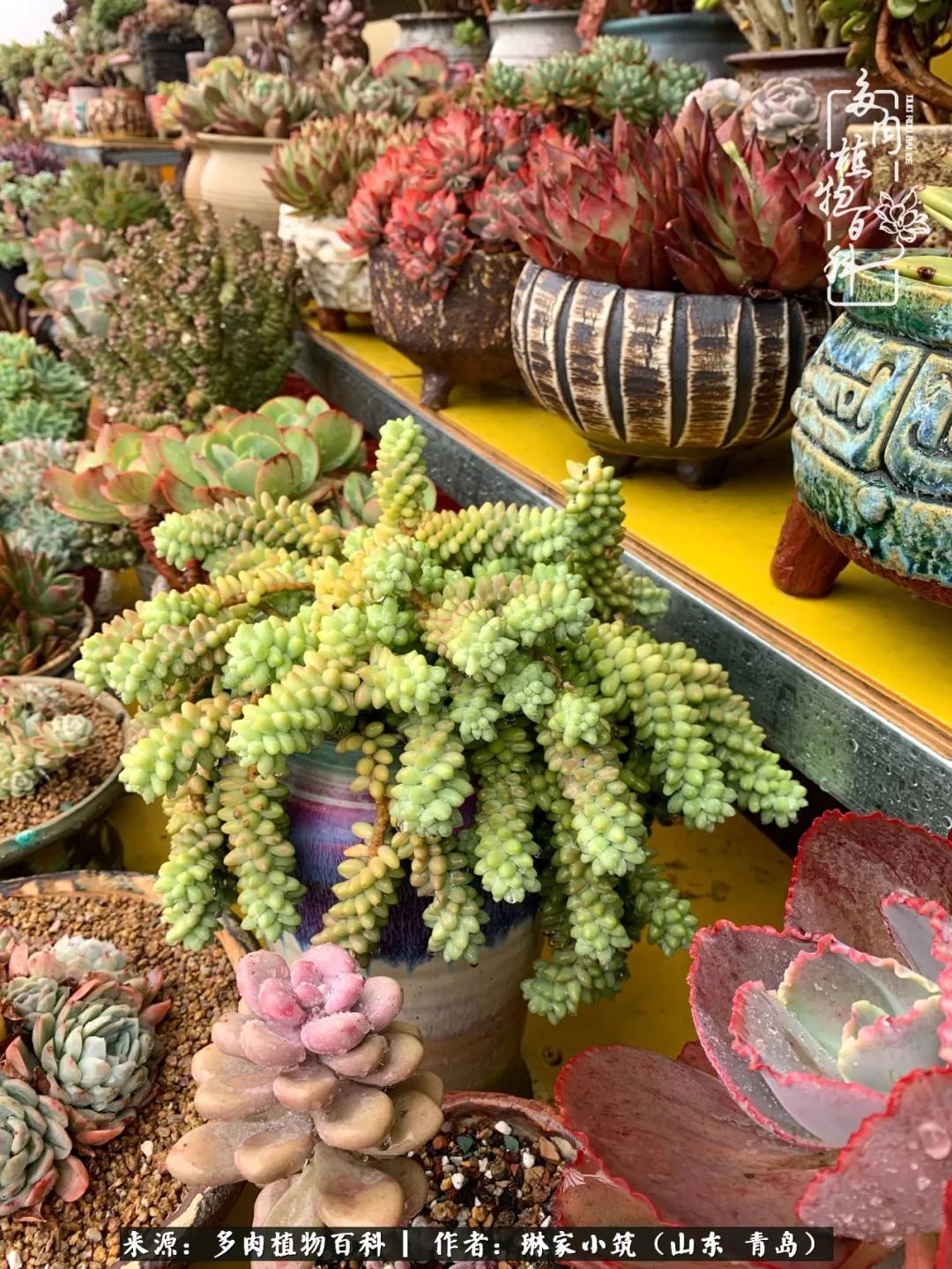 多肉冬季搬进屋里前需要浇水么,多肉过冬