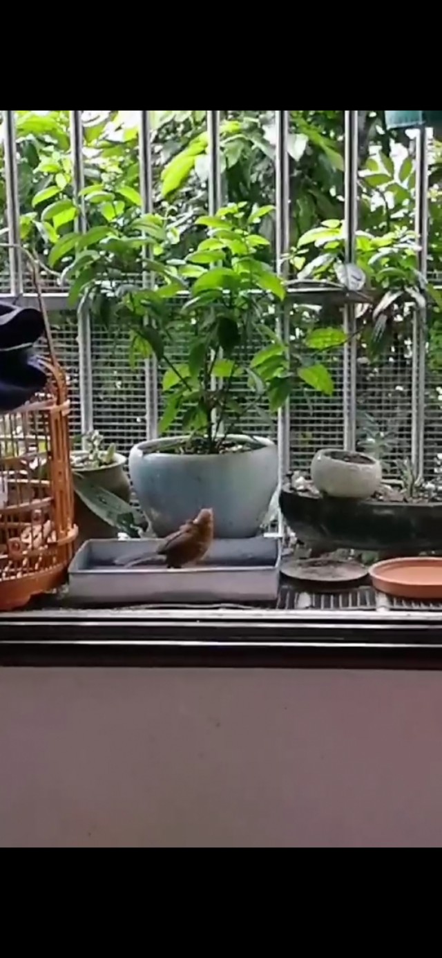 画眉鸟不洗澡最有效方法,画眉鸟如何洗澡