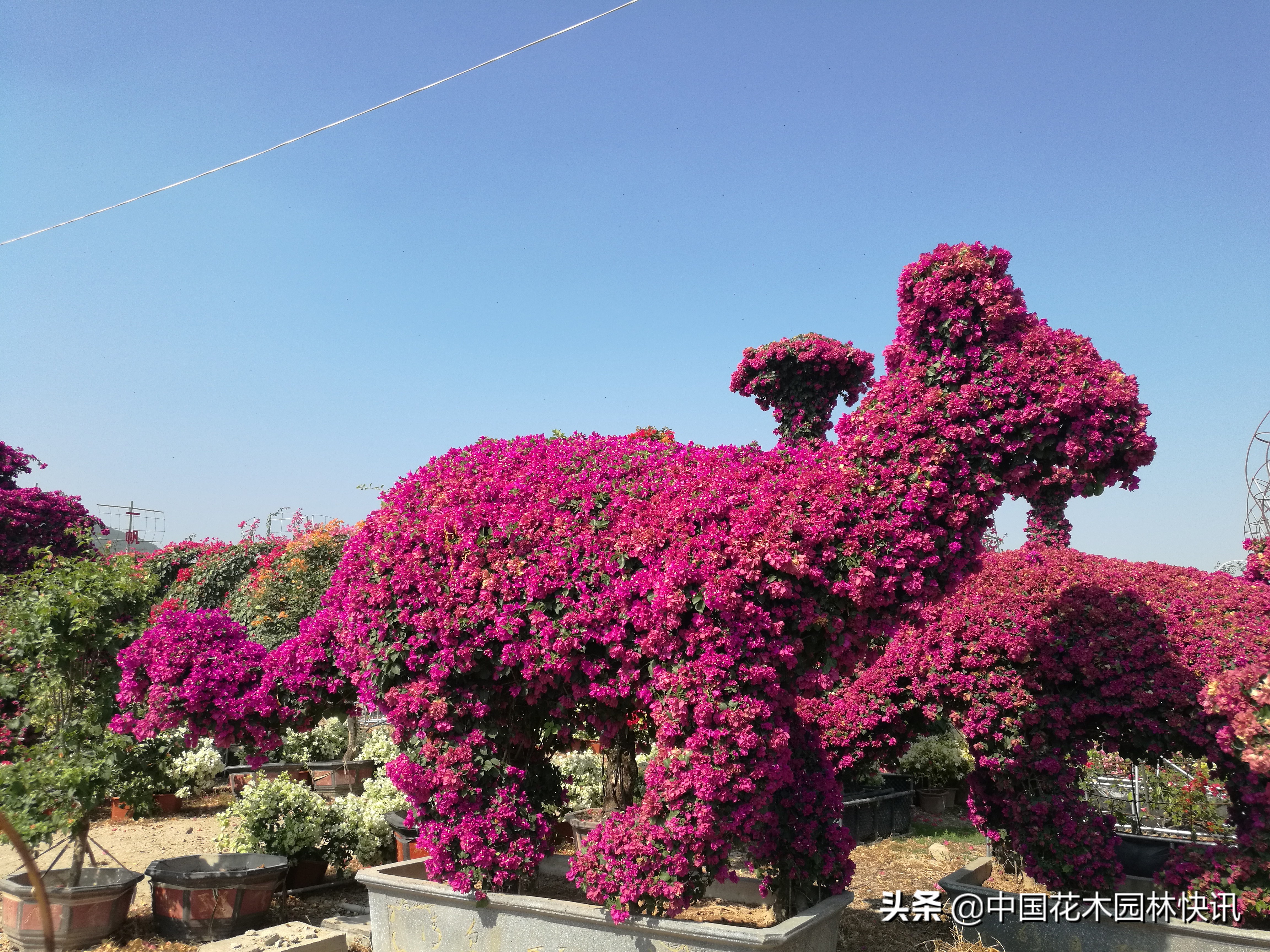 缤纷三角梅,缤纷多彩三角梅