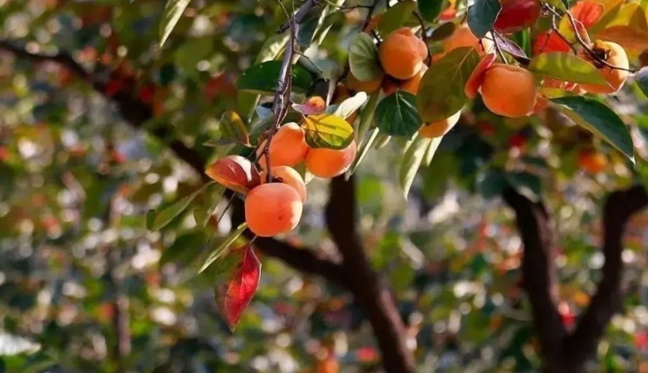 大雪天的柿子,大雪天的富平柿子树