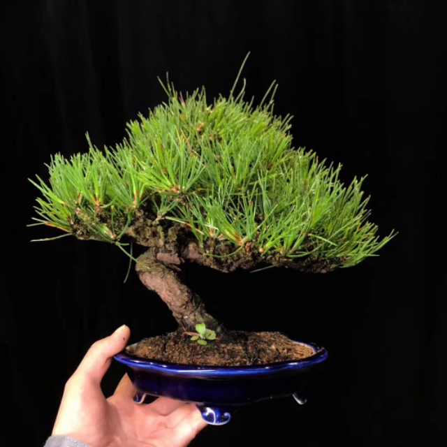 日本三河黑松盆景北方过冬,日本三河黑松小盆景