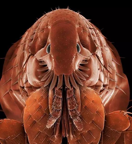 小小的跳蚤竟然能养这么大,小小小跳蚤