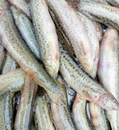 泥鳅养殖基本知识,泥鳅养殖需要注意哪些问题