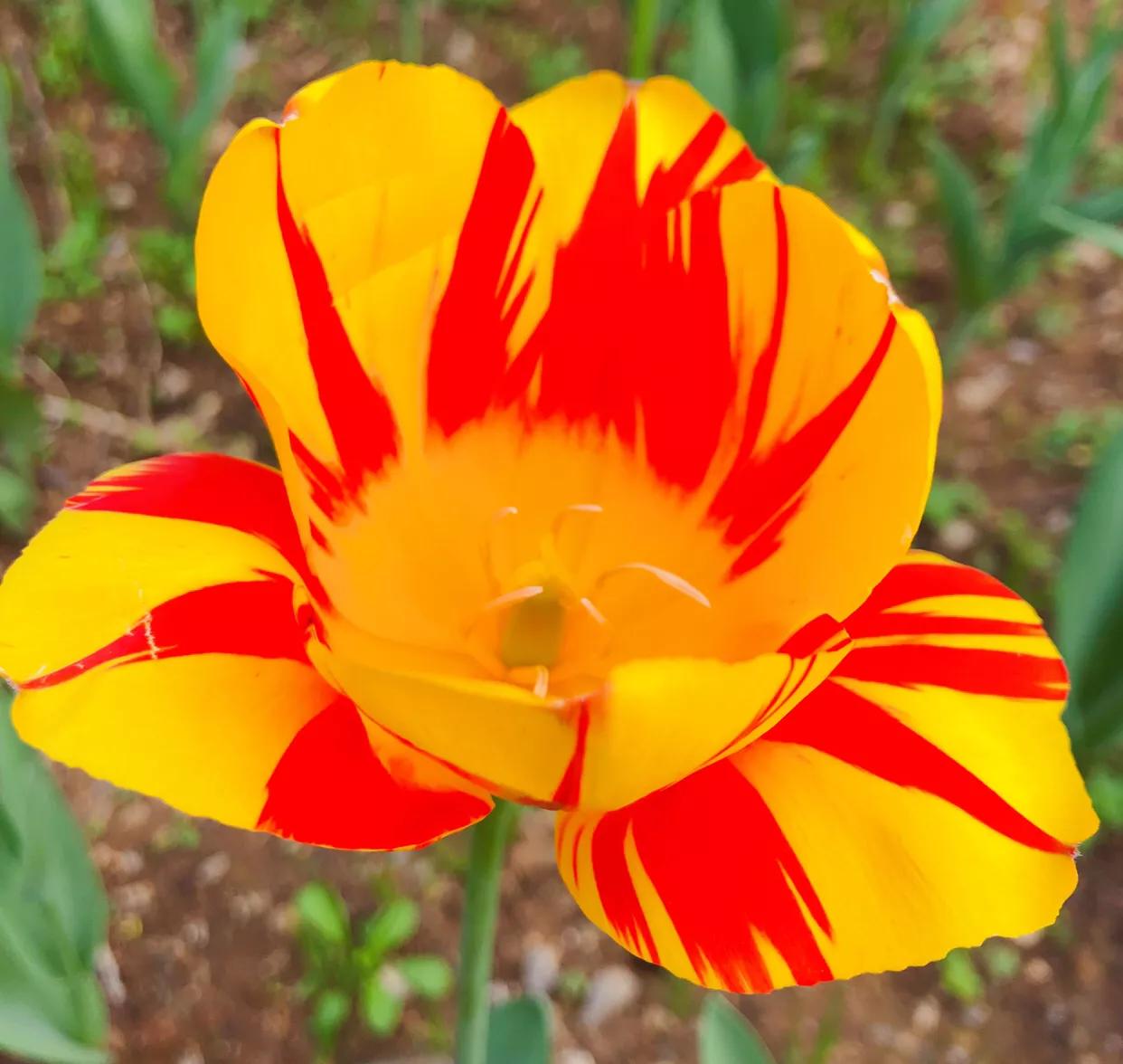 粉色郁金香花语搭配粉色玫瑰,郁金香的花貌和郁金香的花语